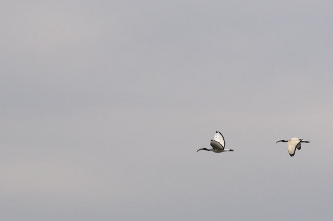 Ibis sacri in volo